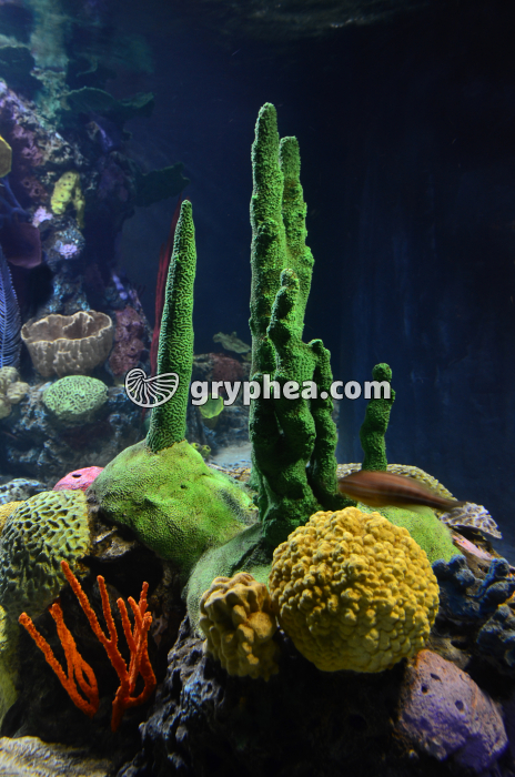 Eponges ou spongiaires en milieu marin - gryphea.com